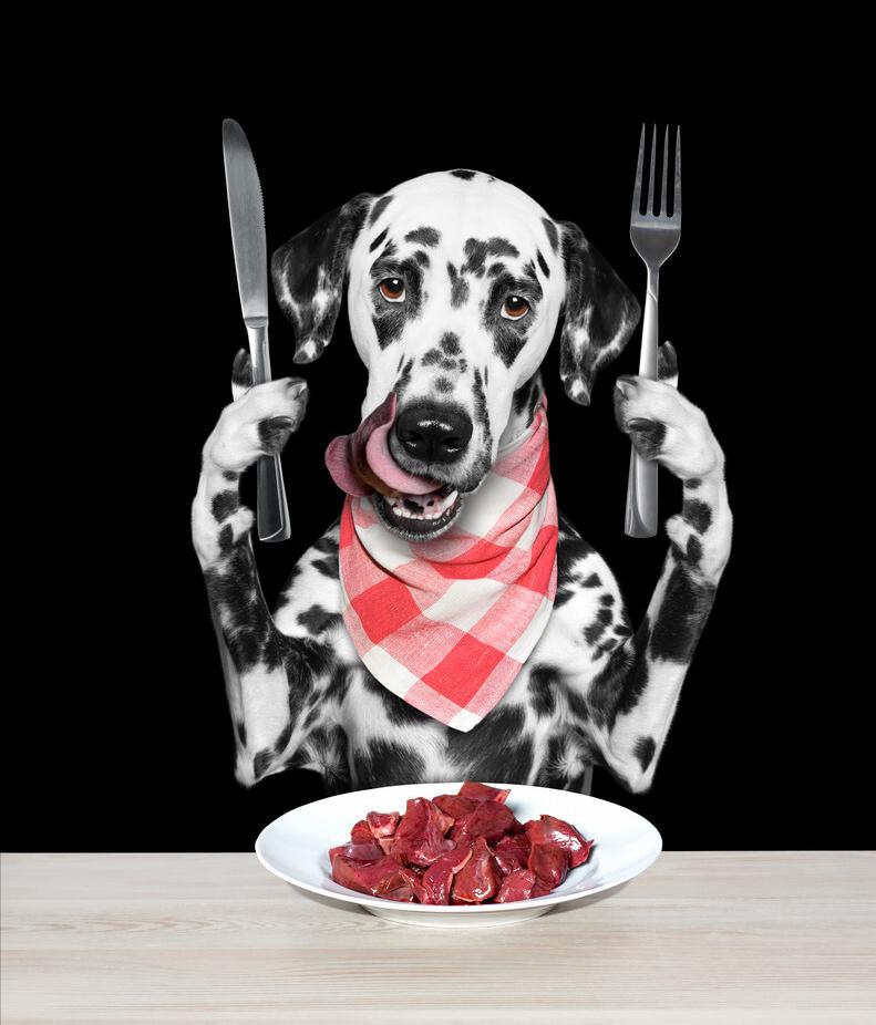 秋季狗狗发情高峰期，应该要注意什么？