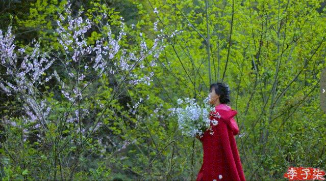 李子柒又出新视频,火爆国内外的网红李子柒