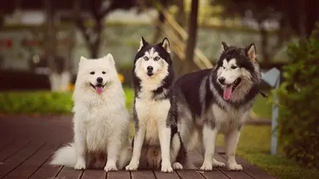 如果要找工作，你家傻狗除了卖萌还能干什么？