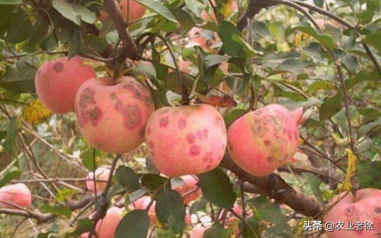 苹果苦痘病防治及施肥方法,苹果苦痘病怎么彻底解决