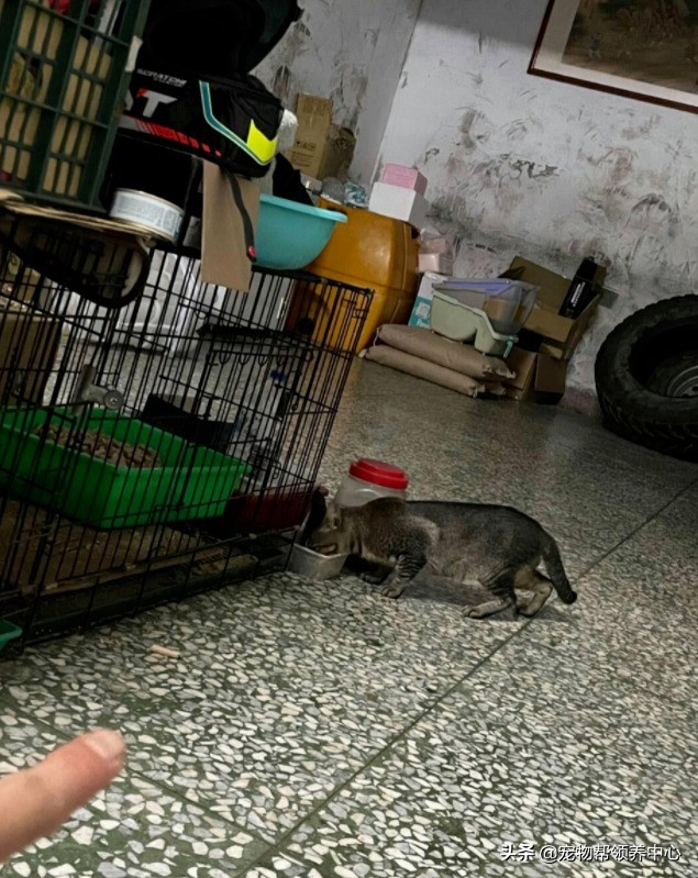 流浪猫是如何找到投喂的猫粮,流浪猫喂过一次找不到了怎么办