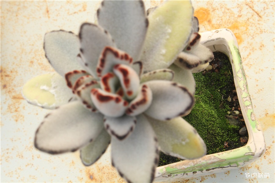 多肉青苔铺面,多肉各种铺面