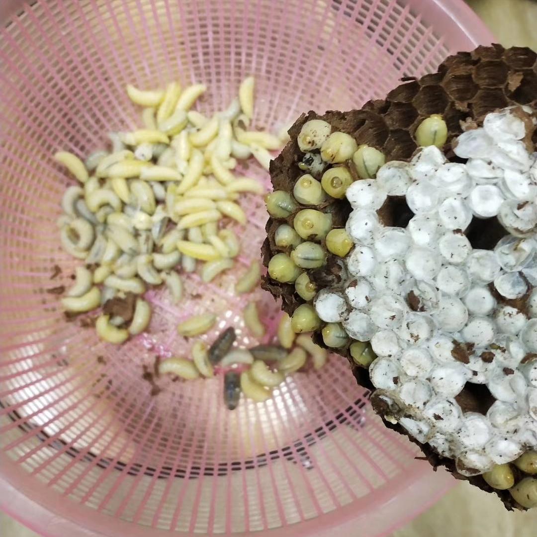 各种虫子美食大总结,关于虫子的重口味美食