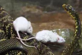 如何让观赏蛇类在人工环境下住得幸福