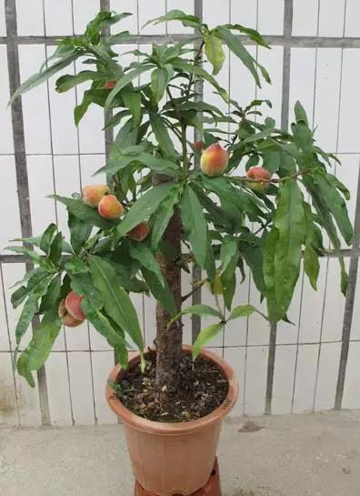 送给喜欢种花的人什么礼物,想养花却把花养死