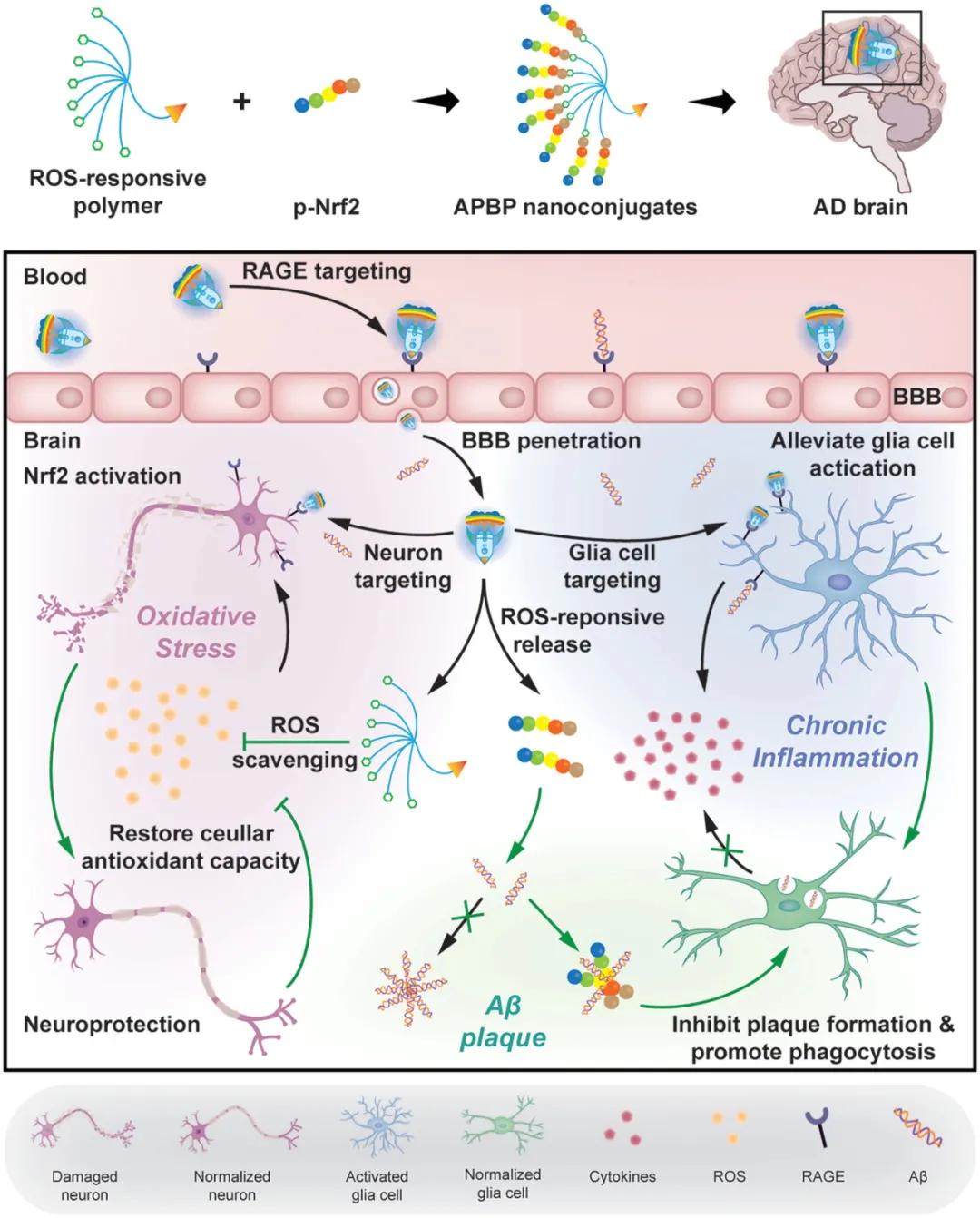 脑科学女性,脑科学日报考试