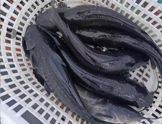 叉尾鮰养殖喂什么,叉尾鮰鱼的自养方法