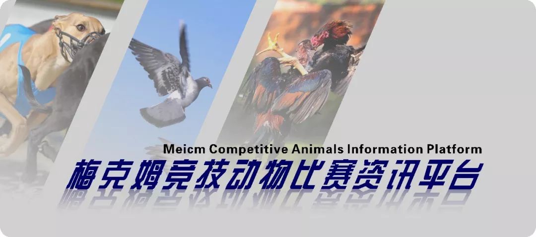 赛鸽主羽皱纹怎么回事,赛鸽粪便有血怎么回事