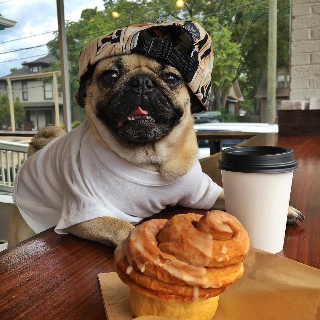 巴哥犬最怕吃什么食物,巴哥犬绝对不能吃的九种食物