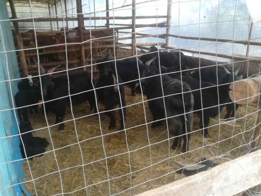 农村小作坊酿酒前景,开酒厂小作坊要多少成本