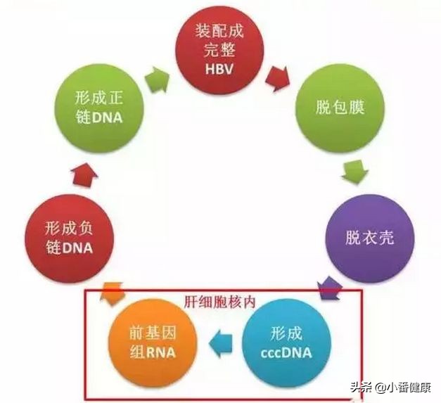 抗病毒特异性免疫应答指什么，乙肝临床停药，需观察DNA与e抗原