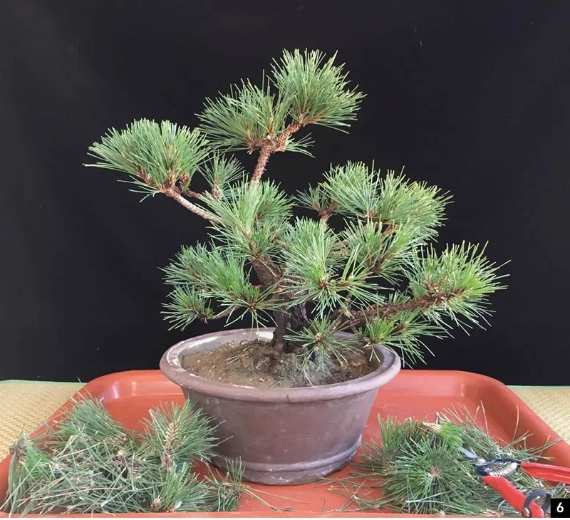 盆景造型修剪基本方法,修剪盆景树技巧