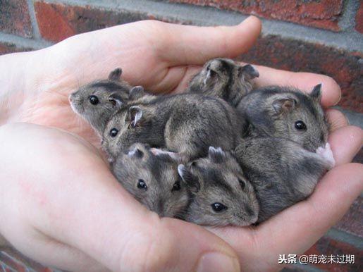 怎么照顾已经怀孕的仓鼠,仓鼠生下孩子后如何照顾