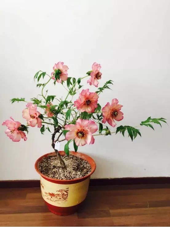 靓妆白里透红,雍容华贵牡丹大红靓装