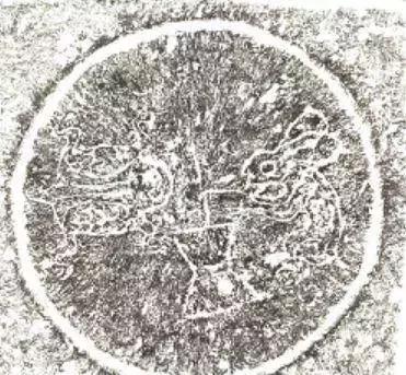 中秋失踪案：嫦娥的蛤蟆怎么不见了？