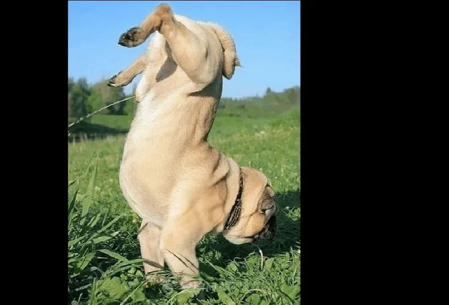 狗狗一兴奋就漏尿这是病吗,狗狗一兴奋就尿尿怎么回事