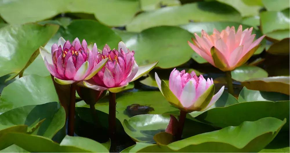 杭州攻略7大必去景点,杭州旅游攻略建议去和不建议去