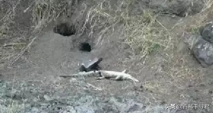 蜜獾的生存能力真有那么强吗,蜜獾为何无所畏惧