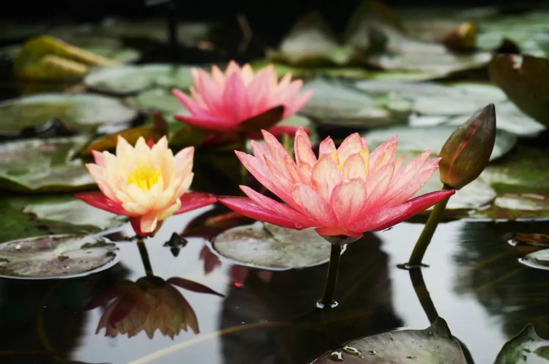 世界各国的国花集锦,英国国花世界各国的国花