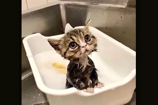 猫咪洗澡正确的步骤,没有猫咪沐浴露怎么给猫洗澡