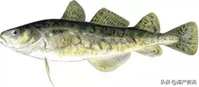 真鳕鱼科普,真鳕银鳕黑鳕鱼
