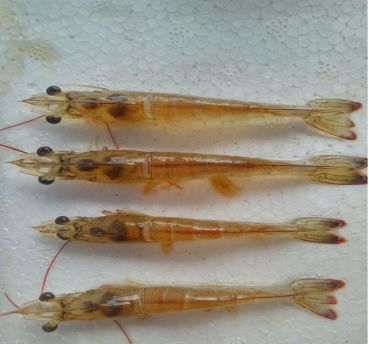 对虾养殖如何防控,对虾养殖风险期及注意事项