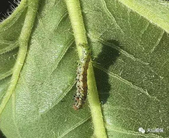 十大杀卵杀虫剂,十大类型杀虫剂