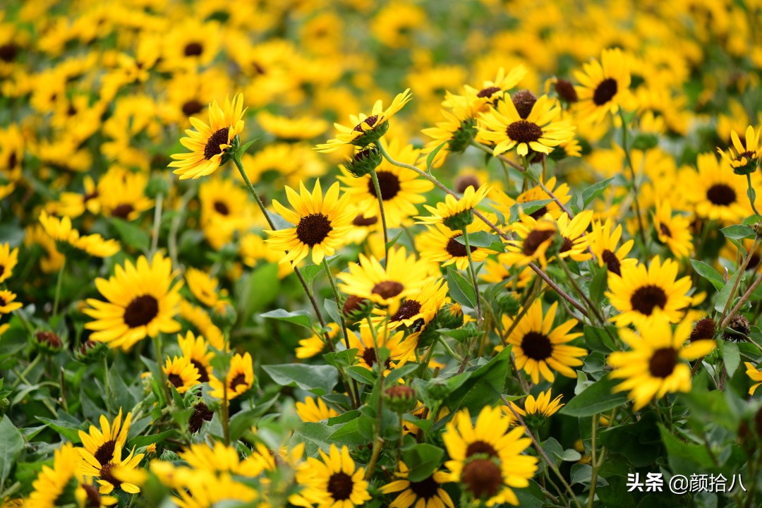 这个夏天我在花园里种向日葵|园丁