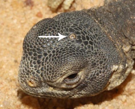 千奇百怪的动物眼睛,它们有各种各样的奇怪用途,和人眼相差甚远