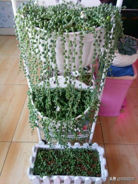 情人泪有多好养,情人泪怎么养爆盆