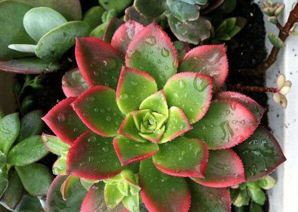 养多肉不打孔,养多肉怎么不招虫子