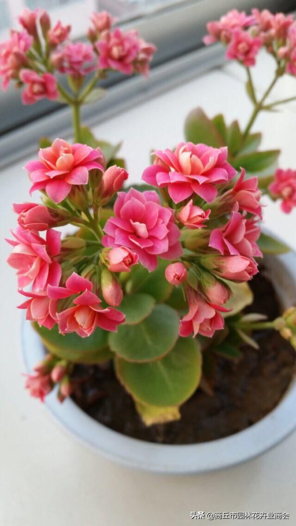 可以做农药的植物,家庭自制植物生长营养剂