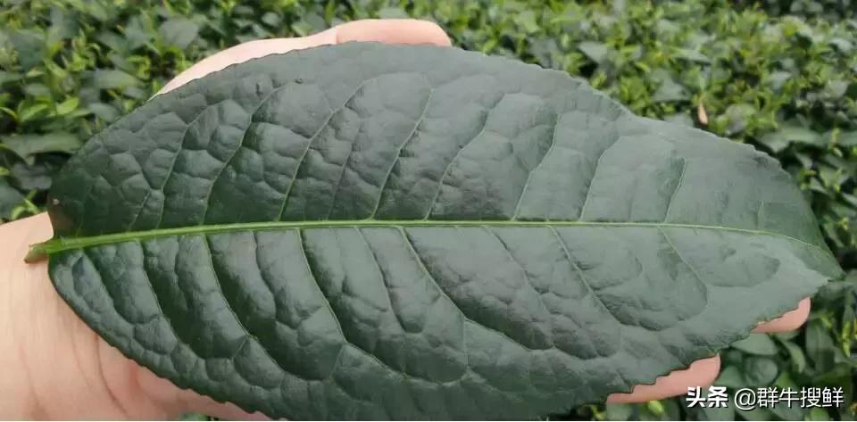 “东方金美人”？茶中“飞天茅台”？没错，说的都是这个...