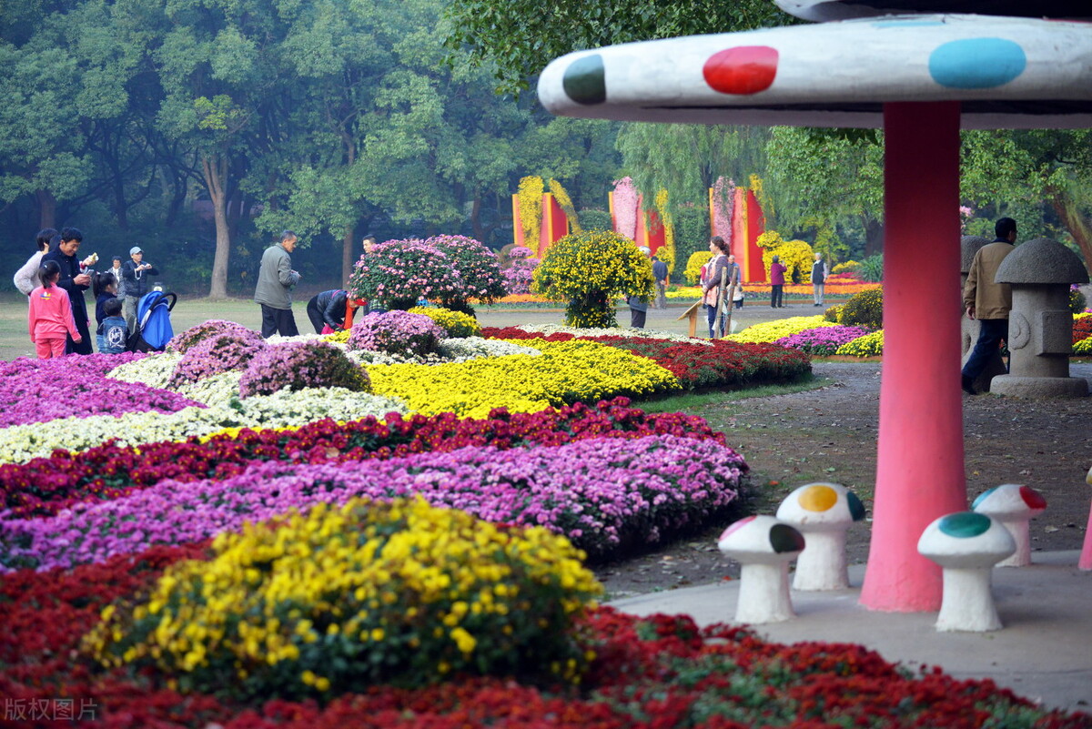 重阳节赏菊花的介绍,赏菊打卡好去处
