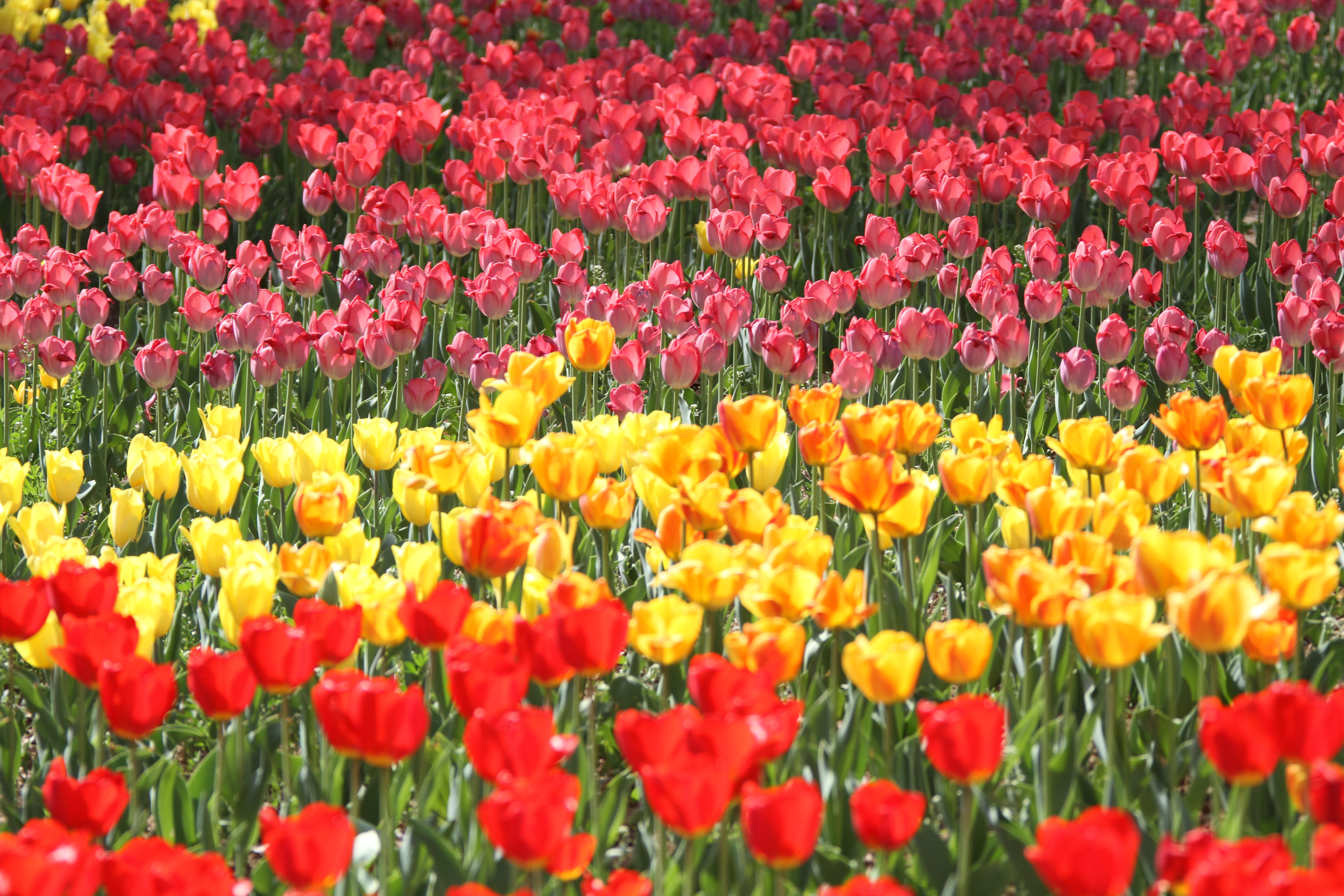 郁金香最美荷兰,郁金香微笑花