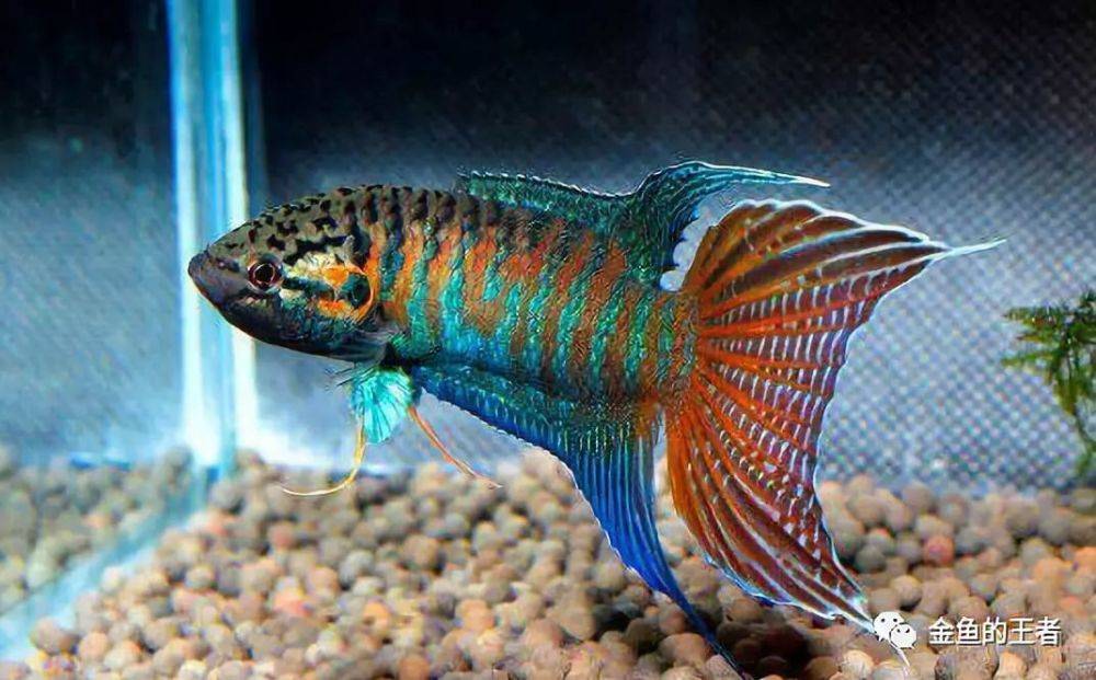 适合老年人养的小宠物,老年人适合养的宠物有哪些品种