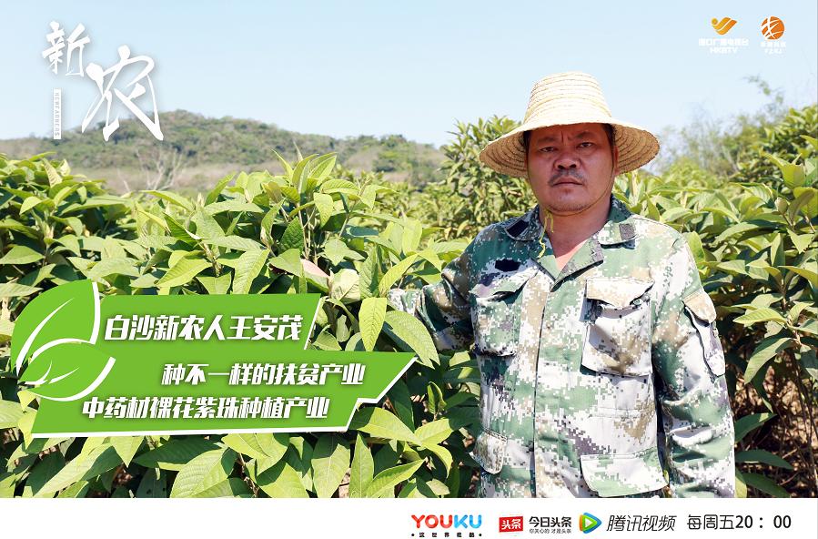 新农33期|白沙细水乡王安茂种植的黎族奇药裸花紫珠