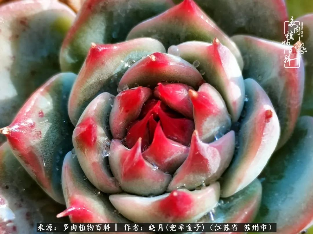 六年时间环游22个国家,却被多肉小萌物征服