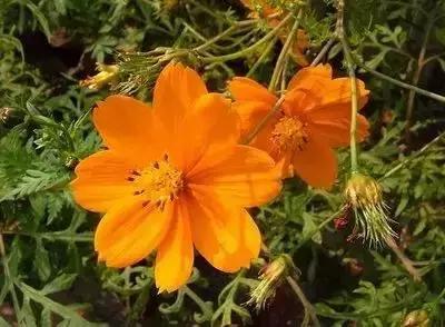 100种花的英文和花语是什么,100种花的花语以及送花礼仪分享