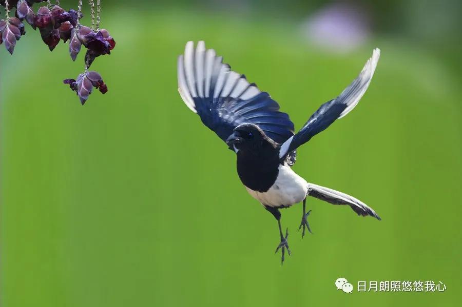 日出闻鸟声,晨起闻鸟语
