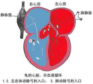 凹甲陆龟为什么养不活,凹甲陆龟是重点保护动物吗