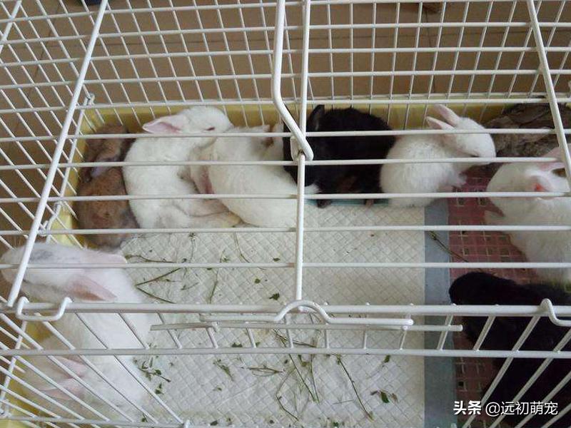 怎么养小兔子的最佳方法,家里养小兔子如果被它咬了怎么办