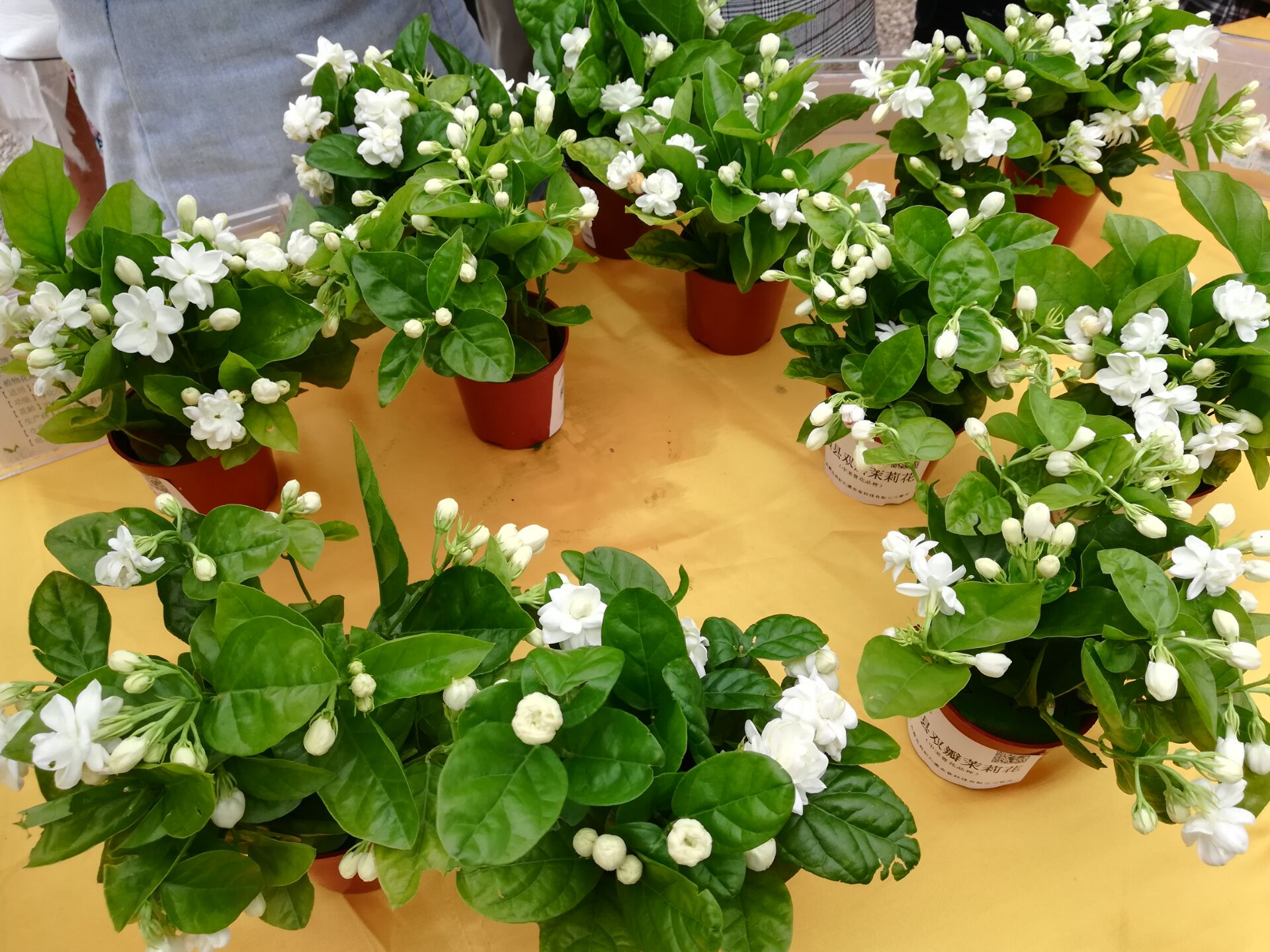 适合邻居养的十种花,养这7种花大人小孩都能养好