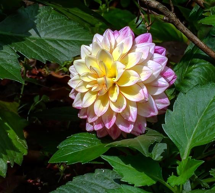 最好看最好养的大丽花,大丽花鲜花养护方法