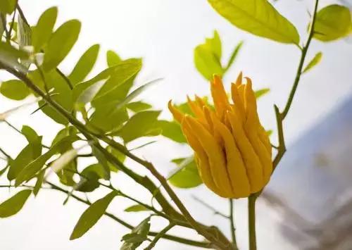 十种常见的秋季观果植物,夏季观果植物怎么养护