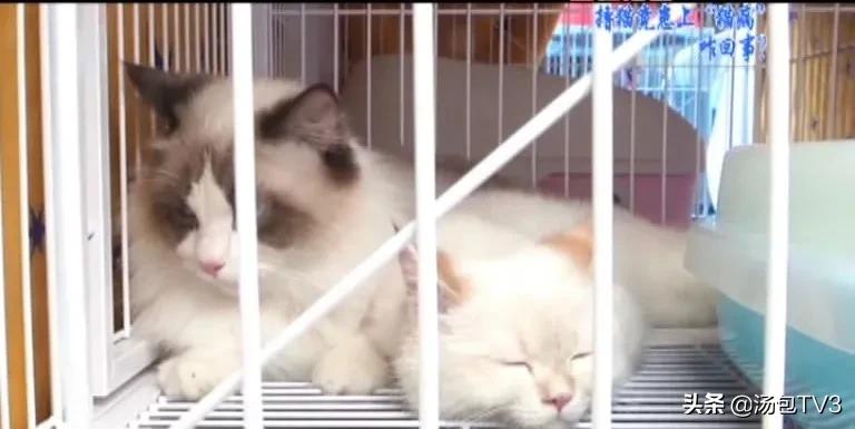 撸猫容易得什么病,经常撸猫容易得什么病