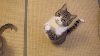 猫咪在电饭煲上拉臭臭，差点把铲屎官气晕在厕所