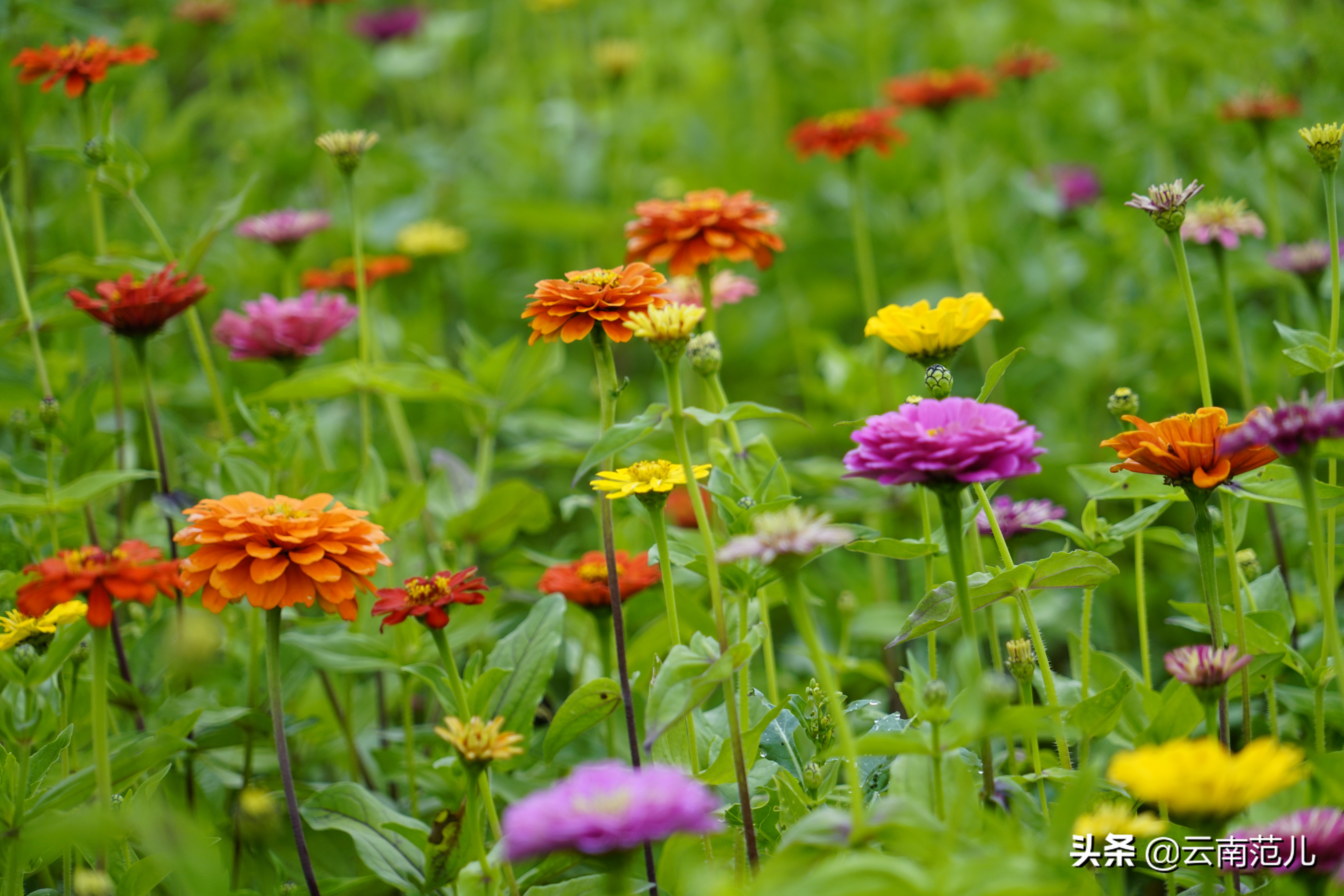 云南的油菜花哪里出名,云南一个地方都是油菜花