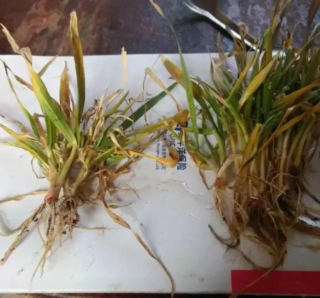 小麦缺肥发黄怎么办,小麦根发黄是什么病