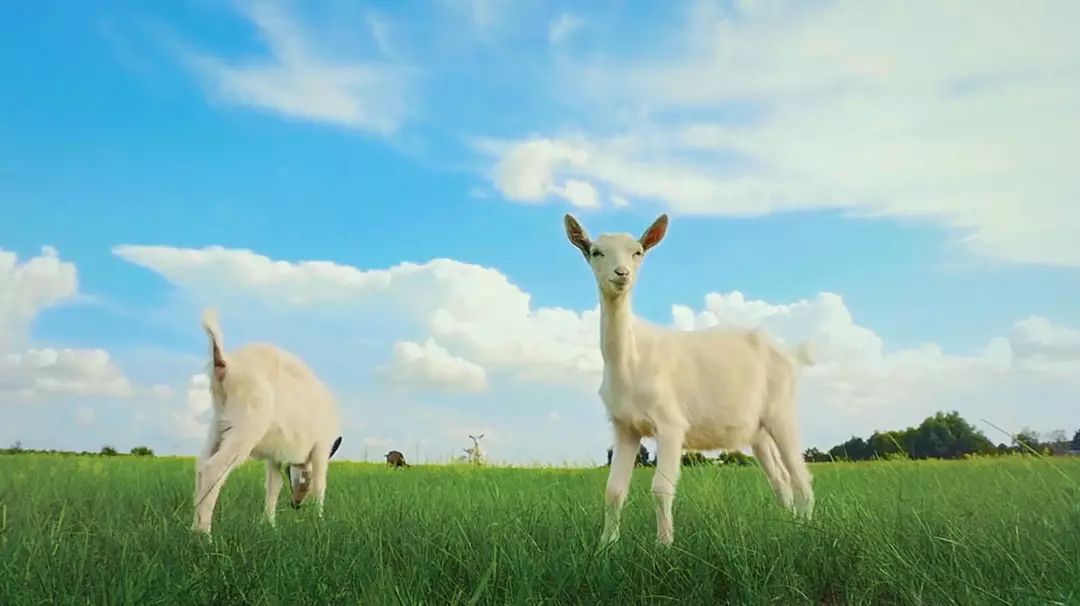 从奶粉到鲜羊奶需要过渡吗,从奶粉转纯奶